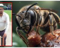 Bee Attack: క్రికెటర్లపై తేనెటీగల దాడి